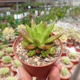 Orostachys erubescens