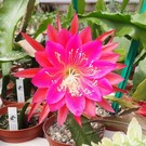 Epiphyllum-Hybr. Harry Paetz