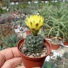 Gymnocalycium andreae  P 213