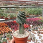 Cereus peruvianus tortuosus
