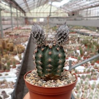 Echinocereus fitchii  SB 853 Jim Hogg Co., TX