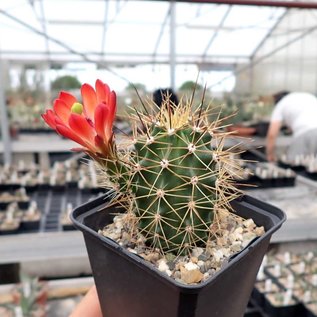 Echinocereus roemeri       (dw)