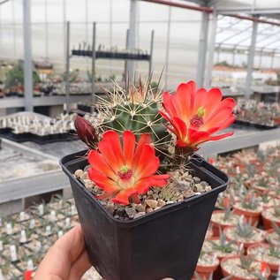 Echinocereus roemeri       (dw)