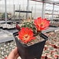 Echinocereus roemeri       (dw)