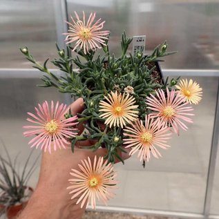 Delosperma cv. Apricot Flame       (dw)