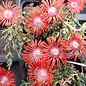 Delosperma cv. Red Flame       (dw)