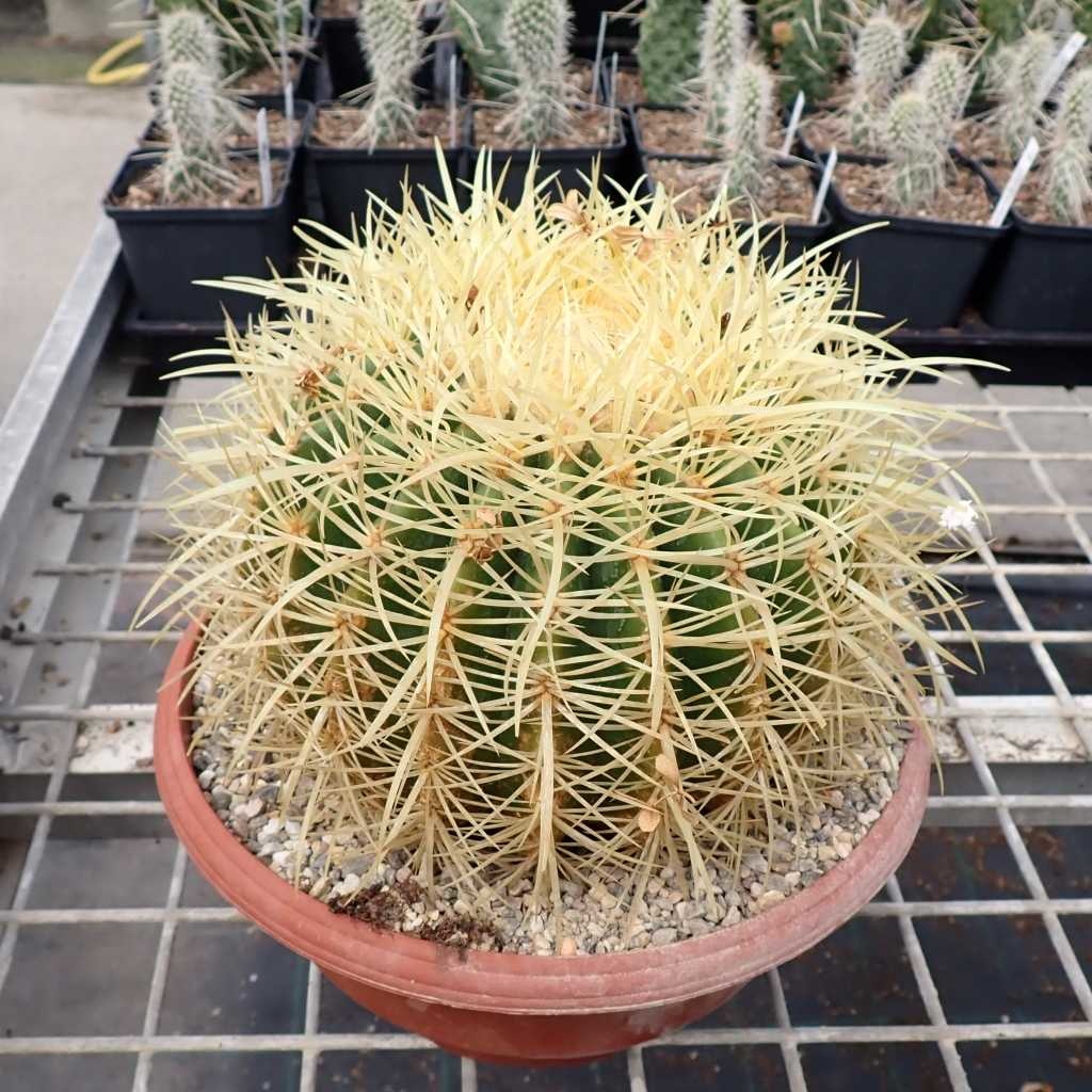 Echinocactus grusonii XL - Uhlig Kakteen - Über 5000 verschiedene Arten