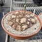 Dioscorea mexicana syn. Macrostachya XL