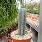 Trichocereus peruvianus  cv. azureus