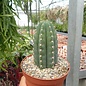 Trichocereus pachanoi