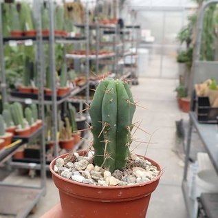 Trichocereus bridgesii