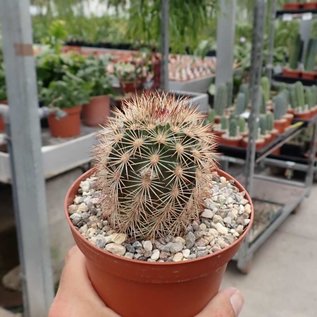 Echinocereus dasyacanthus