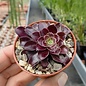 Aeonium arboreum v. atropurpureum