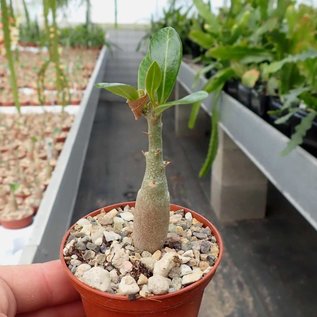 Adenium obesum   mit jahreszeitlich bedingtem Rückschnitt, with cutback