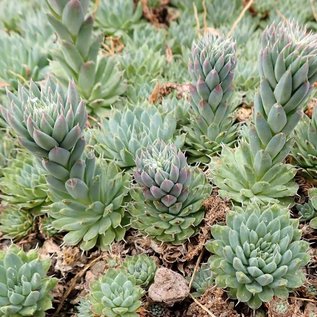 Orostachys fimbriata   Mongolei    (dw)