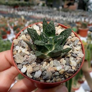 Ariocarpus bravoanus ssp. hintonii     CITES, not outside EU