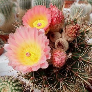 Notocactus roseoluteus