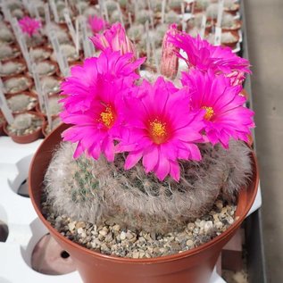 Mammillaria guelzowiana