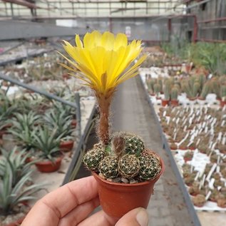 Lobivia arachnacantha v. mairanana