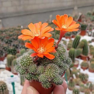 Rebutia spinosissima