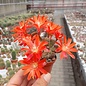 Rebutia sp.n.  Heg 033b