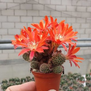 Rebutia sp.n.  Heg 033b