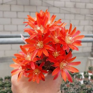 Rebutia sp.n.  Heg 033b