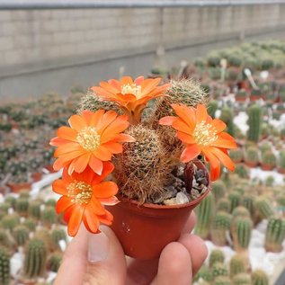 Rebutia spec.  Heger 041/86 Rio Hondo, (syn. Aylostera)