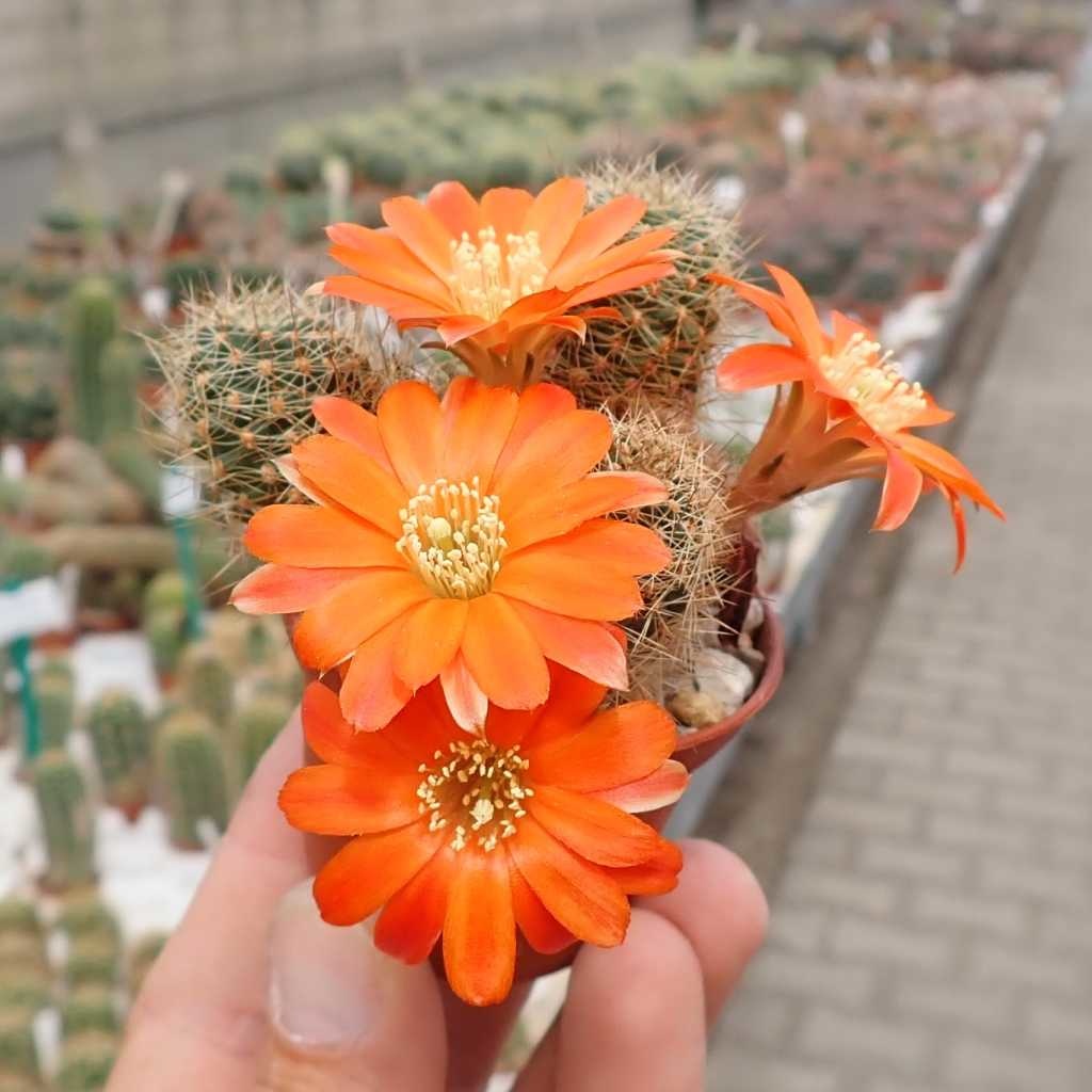 Rebutia Spec Heger 04186 Rio Hondo Syn Aylostera Uhlig Kakteen Über 5000 Verschiedene 9907