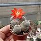 Rebutia teresae  KK 1925 Tarija, Los Cajas, 2600 m, Bolivien (syn. Aylostera)