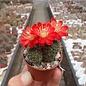 Rebutia wahliana  WR 654 Tarija, Iscayachi, Tarija