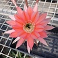 Echinopsis-Hybr. Zutschke