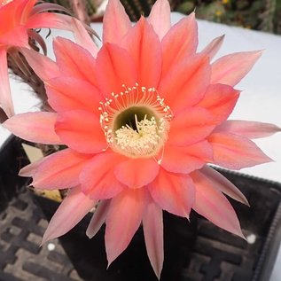 Echinopsis-Hybr. Zutschke