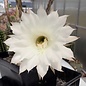 Echinopsis-Hybr. Eva