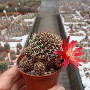 Sulcorebutia verticillacantha v. cuprea WR 476 Torotoro, Chuquisaca, Sucre, 3200 m