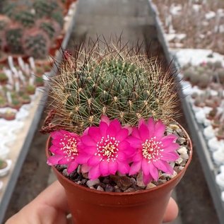 Sulcorebutia tiraquensis v. longiseta HS 171/X Lopez Mendoza, 3250 m