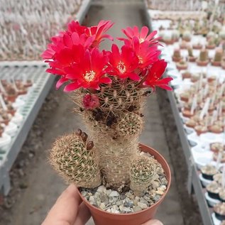 Sulcorebutia breviflora v. Blüte rot L 314 Rio Caine, Bolivien