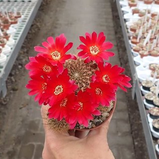 Sulcorebutia breviflora v. Blüte rot L 314 Rio Caine, Bolivien