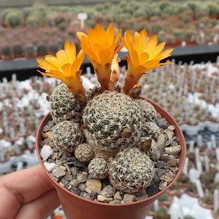 Sulcorebutia breviflora cv. Blüte orangegelb L 314 Rio Caine, Bolivien