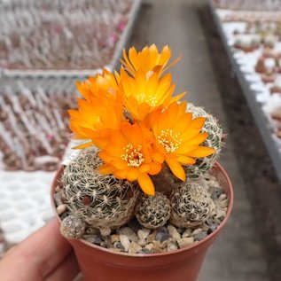 Sulcorebutia breviflora cv. Blüte orangegelb L 314 Rio Caine, Bolivien