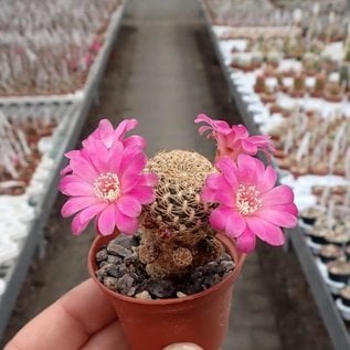 Sulcorebutia breviflora v. L 314 Rio Caine, Bolivien