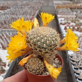 Sulcorebutia breviflora v. Blüte gelb L 314 Rio Caine, Bolivien