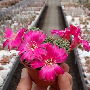 Sulcorebutia canigueralii cv. Magentaflora