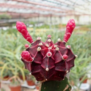 Gymnocalycium mihanovichii cv. Black Cap   gepfr.