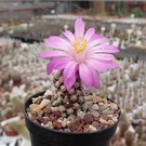 Mammillaria theresae   Coneto Pass, Durango, Mexico