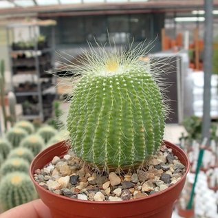 Notocactus leninghausii cv. Nudum