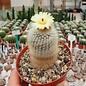 Notocactus scopa  Gf 075 Acegua W., km 10