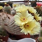 Notocactus scopa  Gf 075 Acegua W., km 10