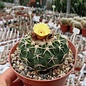 Notocactus sellowii fa. pauciareolatus