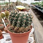 Notocactus sellowii fa. pauciareolatus